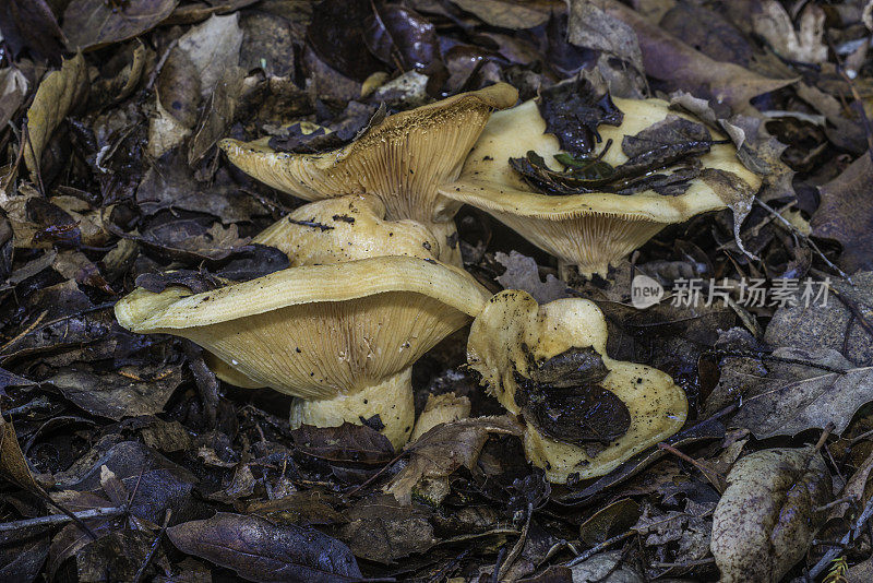 松乳菇(Lactarius xanthogalactus)，俗称黄染乳帽(yellow-着色乳帽)，是一种有毒的真菌，在索诺马县发现。